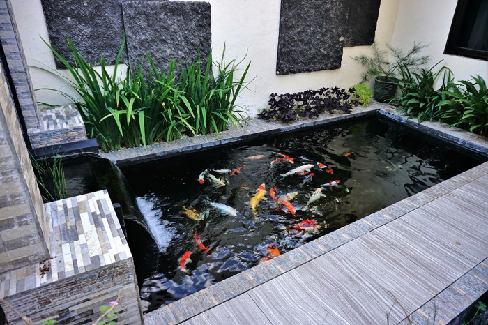 Cara Menjernihkan Air Kolam Koi