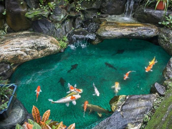 6 Masalah yang Sering Terjadi di Kolam Koi