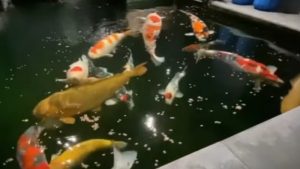 Tips Merawat Ikan Koi untuk Pemula