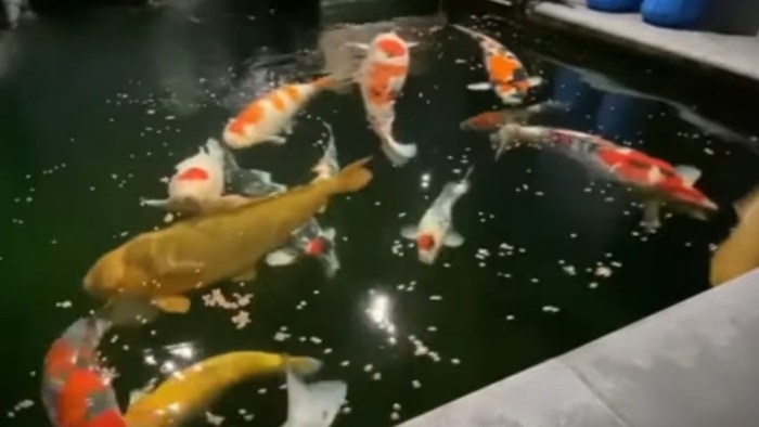 Tips Merawat Ikan Koi untuk Pemula