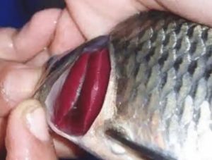 Busuk Insang Pada Ikan Koi, Gejala, dan Cara Penanganan