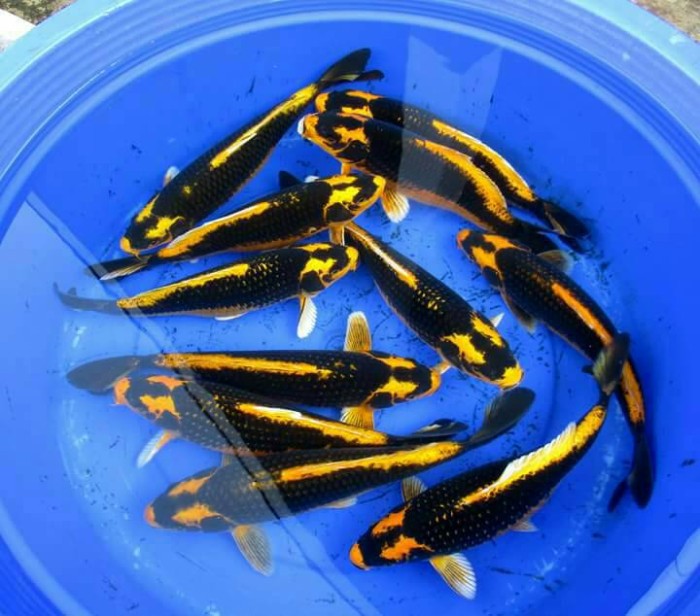 6 Tips Pemberian Pakan Ikan Koi Agar Cepat Besar