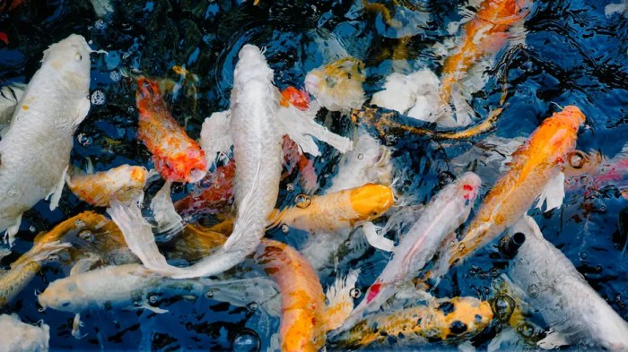 Kepadatan Kolam Koi