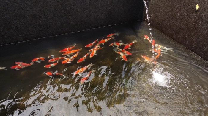 9 Penyebab Utama Ikan Koi Sakit Musim Hujan