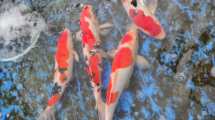 9 Penyebab Utama Ikan Koi Sakit Musim Hujan