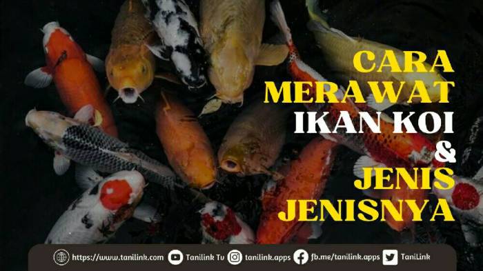 Tips Merawat Ikan Koi untuk Pemula