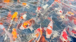 9 Penyebab Utama Ikan Koi Sakit Musim Hujan