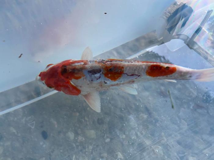 Busuk Insang Pada Ikan Koi, Gejala, dan Cara Penanganan