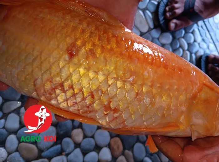 Penyakit ikan koi bakteri dengan aeromonas obatnya merah bercak insang sirip bahaya kedua sangat lengkap fotonya akibat Penyakit ikan koi bakteri dengan aeromonas obatnya merah bercak insang sirip bahaya kedua sangat lengkap fotonya akibat