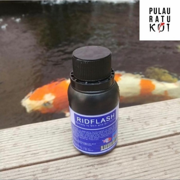 Busuk Insang Pada Ikan Koi, Gejala, dan Cara Penanganan
