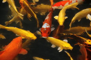 Kepadatan Kolam Koi