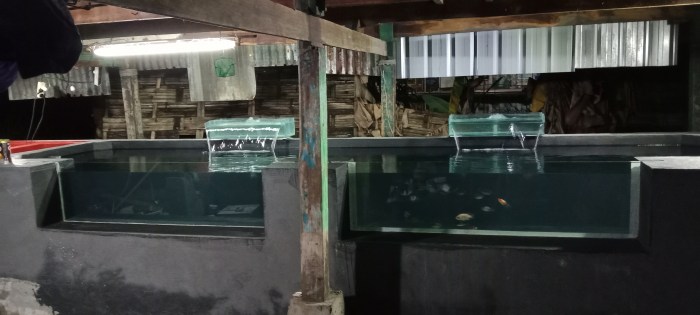 Susunan Filter Kolam Koi yang Benar