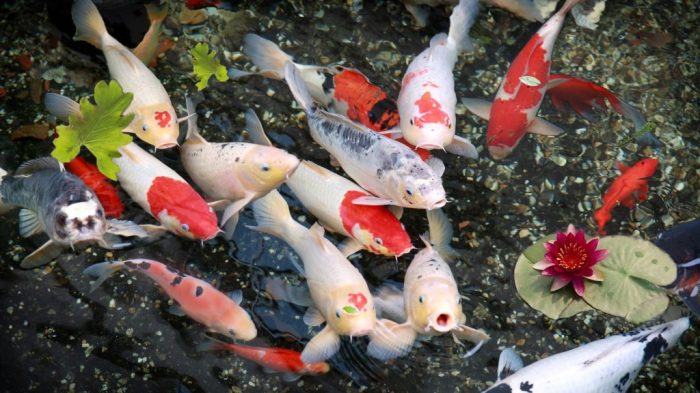 Aeromonas Pada Ikan Koi