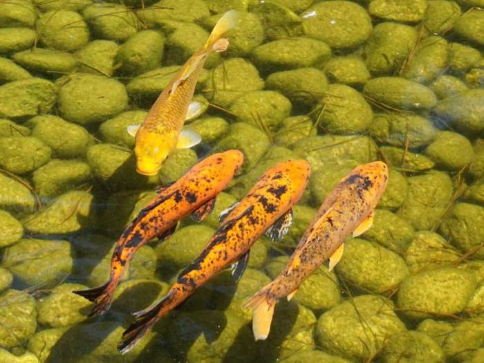 Ikan koi kolam impor sakit masalah mengatasinya ciri perbedaan lokal usul asal menimpa sering inilah arafuru tiba pertumbuhan menjadi
