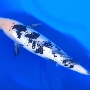 Jual Ikan Koi Ginrin Shiro