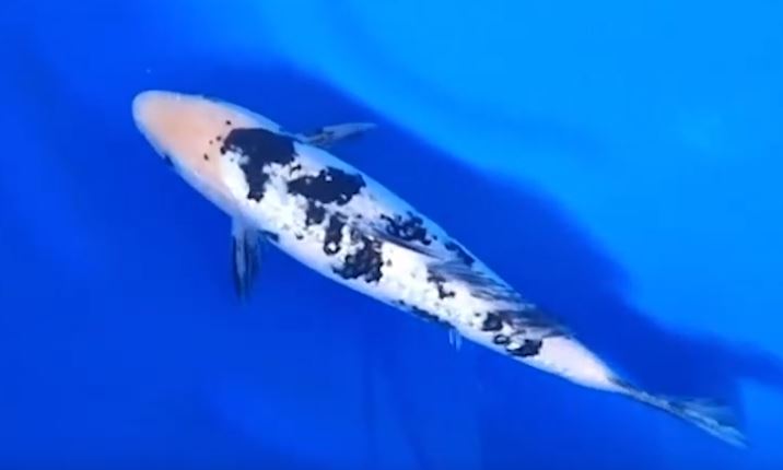 Jual Ikan Koi Ginrin Shiro Jual Ikan Koi Ginrin Shiro