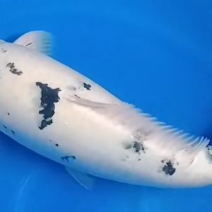 Jual Ikan Koi Shiro