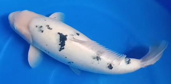 Jual Ikan Koi Shiro