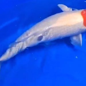 Jual Ikan Koi Tancho Kohaku