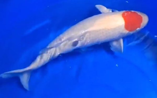 Jual Ikan Koi Tancho Kohaku