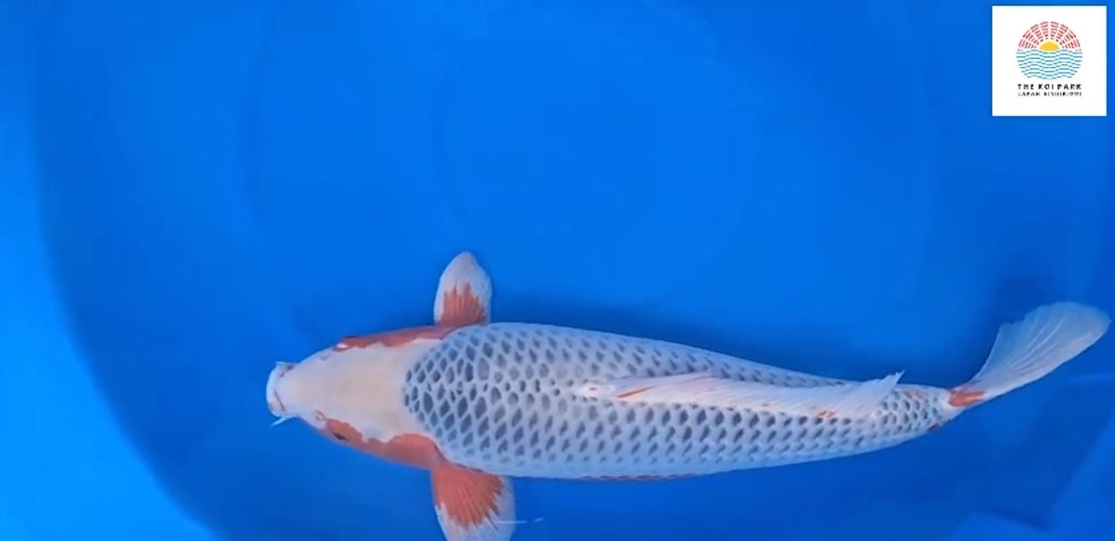 Jual Ikan Koi Asagi Jual Ikan Koi Asagi