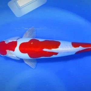 Jual Ikan Koi Doitsu
