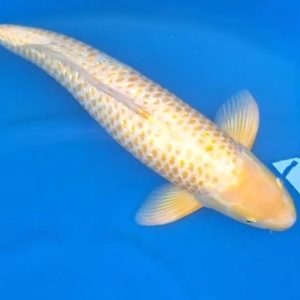 Jual Ikan Koi Golden Corn