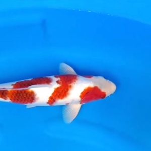 Jual Ikan Koi Goromo