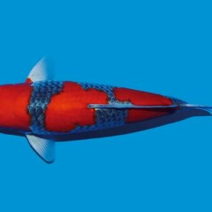 Jual Ikan Koi Goshiki