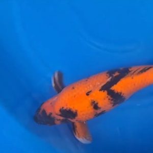 Jual Ikan Koi Hi Utsuri