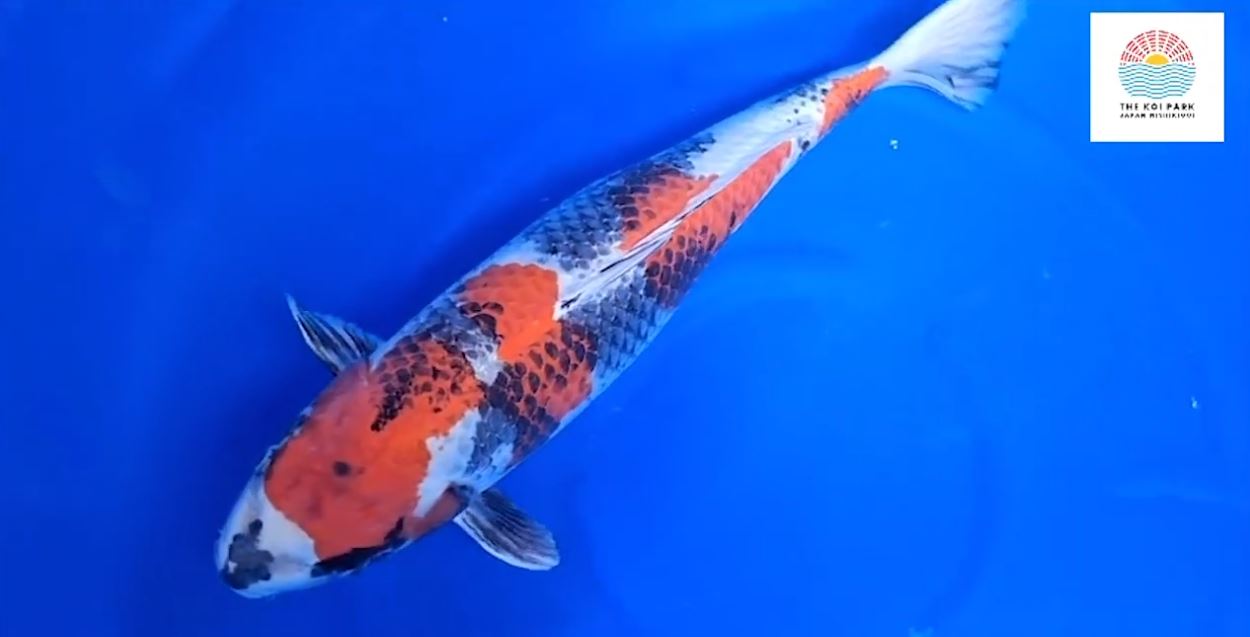 Jual Ikan Koi Hikari Utsurimono Jual Ikan Koi Hikari Utsurimono