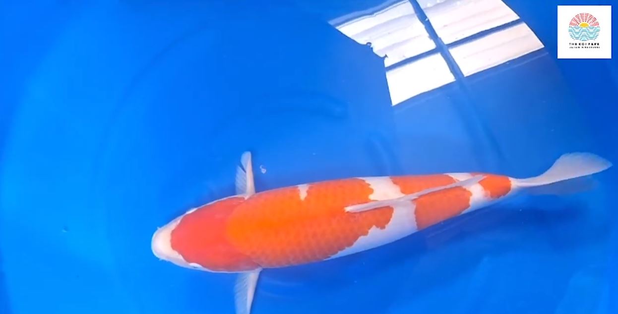 Jual Ikan Koi Kohaku Jual Ikan Koi Kohaku