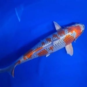 Jual Ikan Koi Kujaku