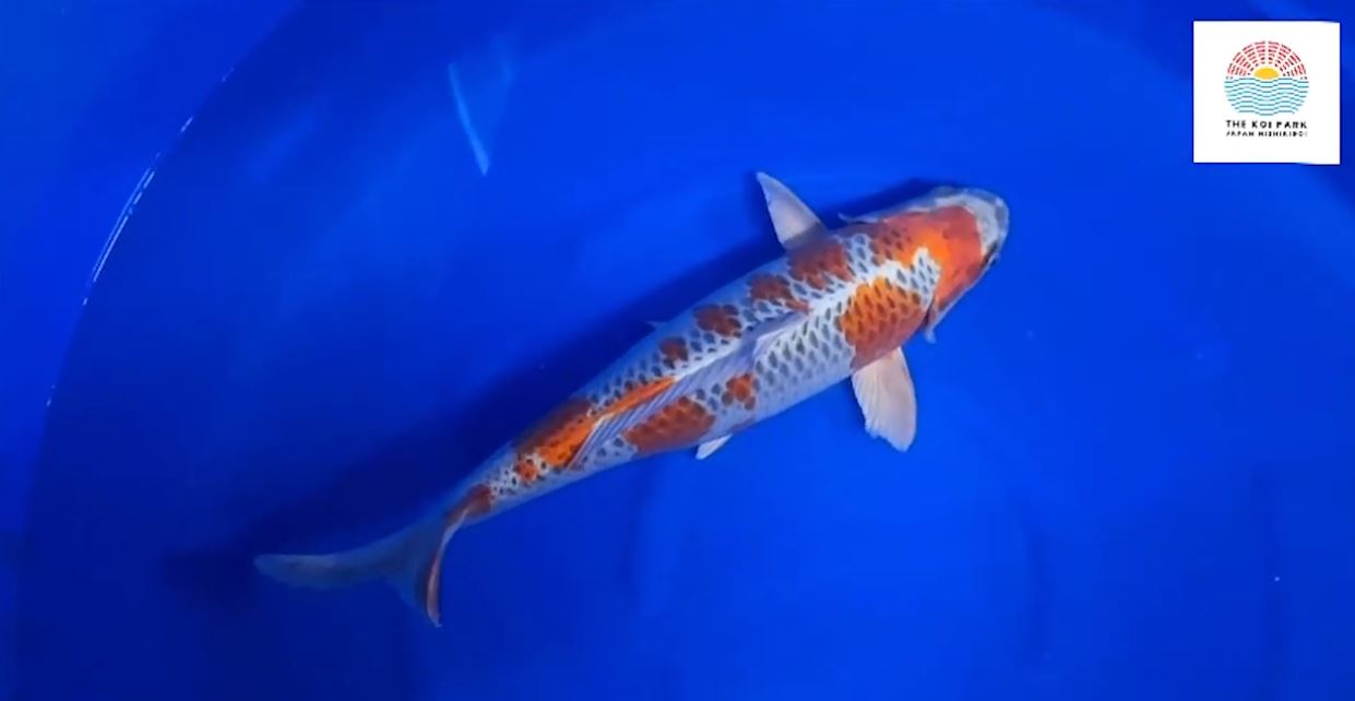 Jual Ikan Koi Kujaku Jual Ikan Koi Kujaku