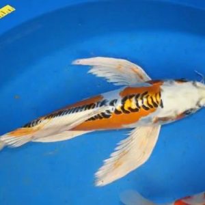Jual Ikan Koi Kumpay