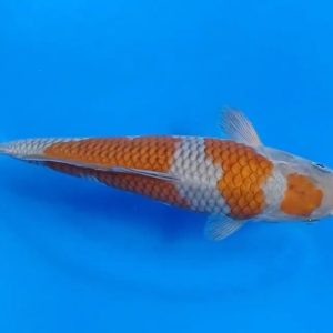 Jual Ikan Koi Ochiba