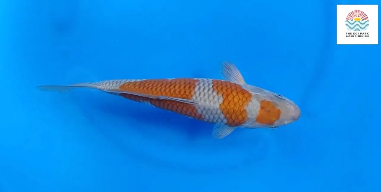 Jual Ikan Koi Ochiba Jual Ikan Koi Ochiba