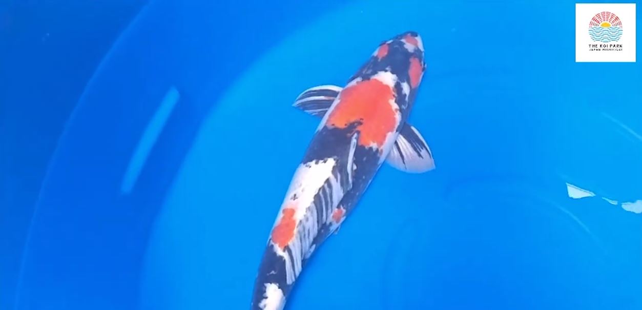 Jual Ikan Koi Showa Jual Ikan Koi Showa