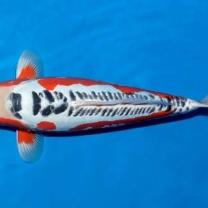 Jual Ikan Koi Shusui